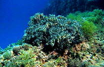 Seaweed {Codium vermilara} Mediterranean