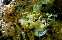 Close up of Brown bagweed seaweed {Colpomenia sinuosa} Mediterranean