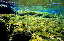 Seaweed covered rocks {Cystoseira mediterranea} shallow water,  Mediterranean