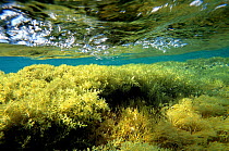 Seaweed bed {Cystoseira mediterranea} in shallow water Mediterranean sea