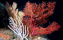 Hard coral {Leptogorgia sarmentosa} Mediterranean