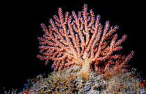 Hard coral {Leptogorgia sarmentosa} Mediterranean