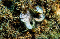 Peacocks tail seaweed, fan like structure {Padina pavonica} Mediterranean