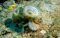 Peacocks tail seaweed, fan like structure {Padina pavonica} Mediterranean