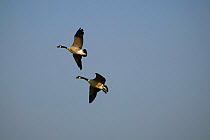 Two Canada geese flying {Branta canadensis} WWT Arundel, Sussex, UK