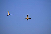 Two Common shelduck flying {Tadorna tadorna} WWT Arundel, Sussex, UK