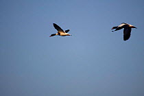 Two Common shelduck flying {Tadorna tadorna} WWT Arundel, Sussex, UK