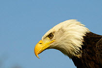 American bald eagle head profile portrait {Haliaeetus leucocephalus} captive