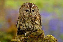 Tawny Owl juvenile portrait on tree stump {Strix aluco} UK. Captive.