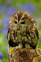 Tawny Owl juvenile portrait on tree stump {Strix aluco} Wiltshire, UK. Captive.