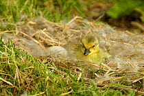 Day-old Canada gosling chick + egg in nest {Branta canadensis UK