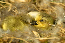 Day-old Canada gosling chick + egg in nest {Branta canadensis} Wiltshire, UK
