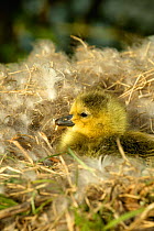 Day-old Canada gosling chick in nest {Branta canadensis} Wiltshire, UK