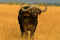 African buffalo {Syncerus caffer} Masai Mara, Kenya
