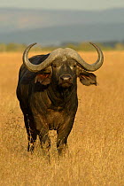African buffalo {Syncerus caffer} Masai Mara, Kenya