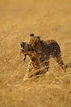 Cheetah {Acinonyx jubatus} with Thomson gazelle kill, Masai Mara, Kenya
