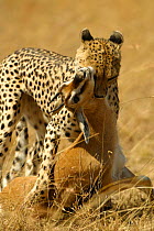 Cheetah {Acinonyx jubatus} suffocating Thomson gazelle prey, Masai Mara, Kenya