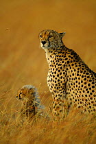 Cheetah + cub {Acinonyx jubatus} Masai Mara, Kenya