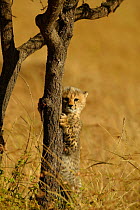 Cheetah cub climbing acacia tree {Acinonyx jubatus} Masai Mara, Kenya