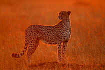 Cheetah at dawn {Acinonyx jubatus} Masai Mara, Kenya portrait