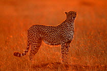 Cheetah at dawn {Acinonyx jubatus} Masai Mara, Kenya