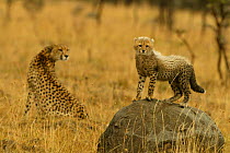 Cheetah cub on rock {Acinonyx jubatus} mother in background, Masai Mara, Kenya