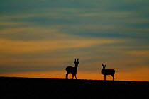 Roe deer pair silhouetted at dawn {Capreolus capreolus} Hampshire, UK