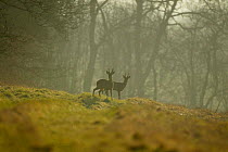 Roe deer bucks in morning mist on edge of woodland {Capreolus capreolus} Hampshire, UK