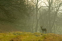 Roe deer buck in morning mist on edge of woodland {Capreolus capreolus} Hampshire, UK