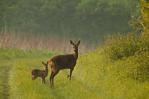 Roe deer mother + fawn {Capreolus capreolus} Hampshire, UK