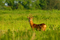 Roe buck in  field {Capreolus capreolus} Hampshire, UK