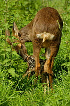 Four-day-old Roe deer fawn suckling {Capreolus capreolus}  UK