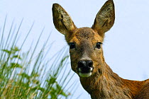 Roe deer head portrait {Capreolus capreolus} Grampian, UK