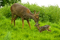 Roe deer mother attending 5-day-old fawn {Capreolus capreolus} Grampian, UK