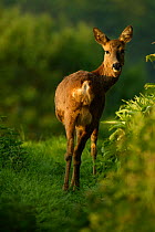 Roe deer in morning light {Capreolus capreolus} Grampian, UK