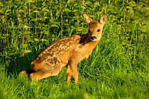 Roe deer fawn urinating (3-weeks-old) {Capreolus capreolus} Grampian, Scotland, UK