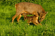 Roe deer mother suckling fawn {Capreolus capreolus}  UK