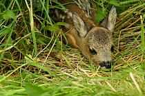 Three-day-old Roe deer fawn lying in vegetation {Capreolus capreolus} UK