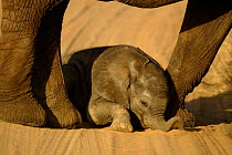 One-week-old baby African elephant playing in sand between mother's legs {Loxodonta africana} Samburu NP, Kenya