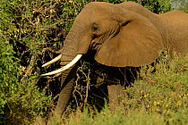 African elephant {Loxodonta africana} Samburu NP, Kenya