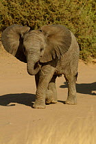 Baby African elephant {Loxodonta africana} Samburu NP, Kenya