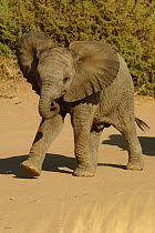Baby African elephant walking {Loxodonta africana} Samburu NP, Kenya