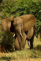 African elephant seeking shade at midday {Loxodonta africana} Samburu NP, Kenya