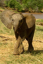 Baby African elephant with ears flapping {Loxodonta africana} Samburu NP, Kenya
