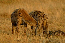 Spotted hyena penis inspection greeting ceremony {Crocuta crocuta} Masai Mara, Kenya