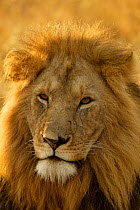 Male Lion head portrait {Panthera leo} Masai Mara, Kenya - scar on nose