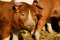 Free range organic piglets, Wiltshire, UK