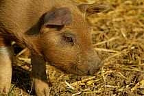 Free range organic piglet, Wiltshire, UK