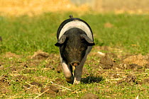 Organic free-range piglet, British saddleback breed, Wiltshire, UK