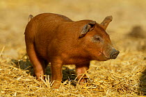 Organic free-range piglet Wiltshire, UK